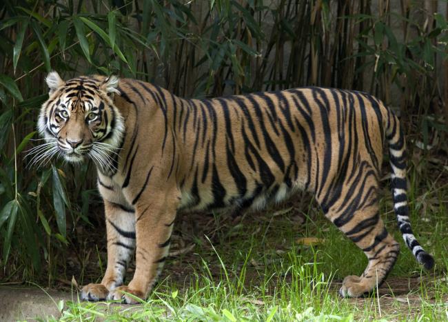 Coleção da imagem mais bonita do tigre