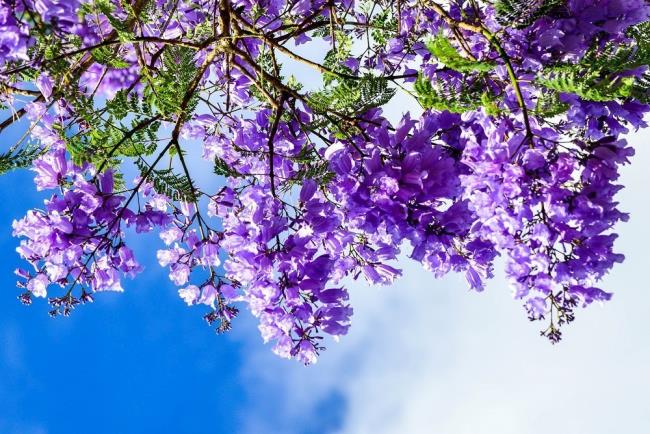 सबसे सुंदर बैंगनी फीनिक्स फूलों का संग्रह