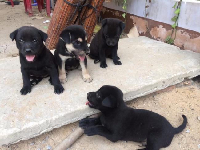 Coleção das mais belas imagens de cães Lula