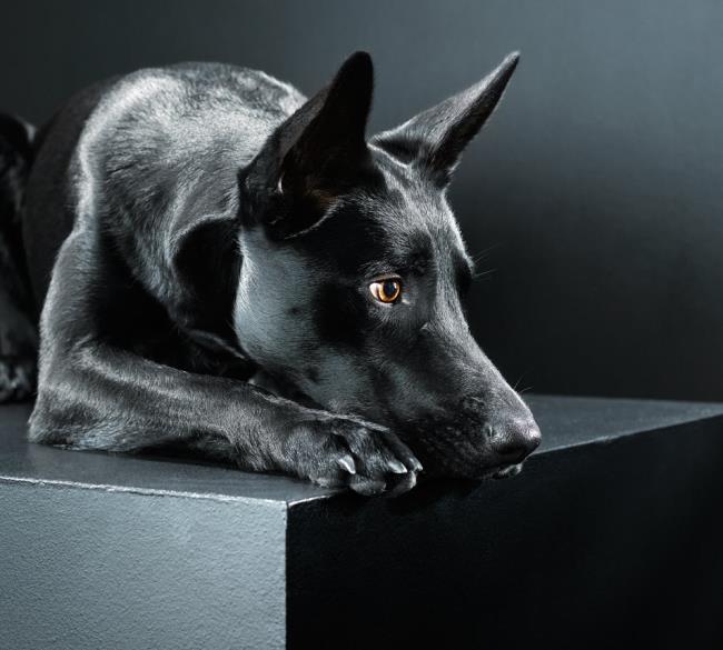 सबसे सुंदर स्क्वीड कुत्ते की छवियों का संग्रह