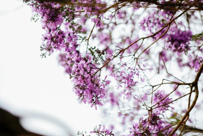 Kolekcja najpiękniejszych fioletowych kwiatów feniksa
