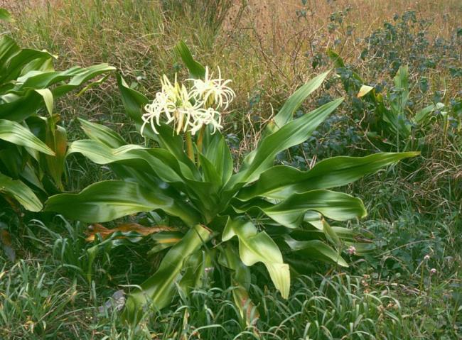 Fotos des schönen Crinum latifolium L.