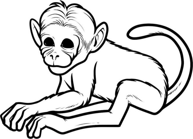 Koleksi gambar mewarnai monyet paling indah