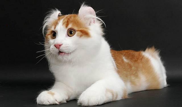 Résumé de la plus belle oreille de chat américain torsadée