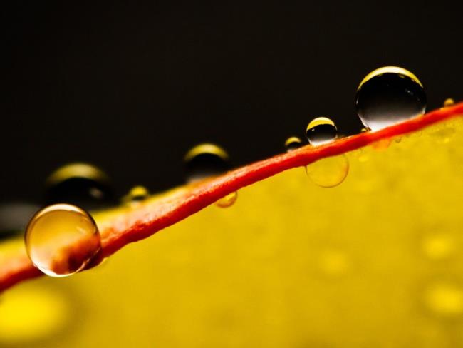 Collection of dewdrop images as a beautiful wallpaper