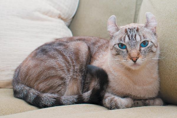 Resumen de la oreja de gato americana más bella torcida