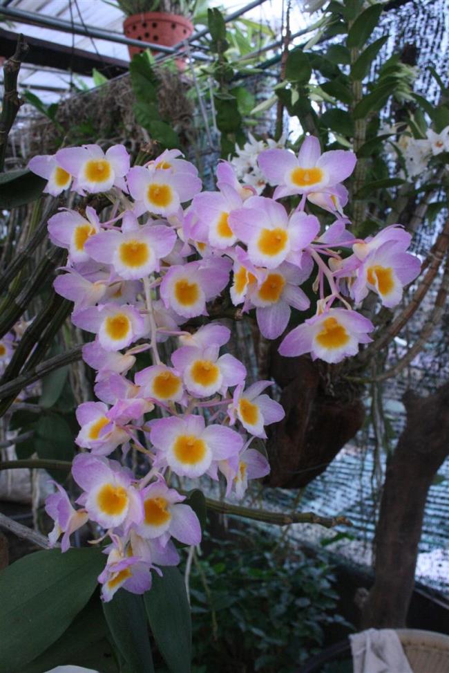 Hermosas flores de narciso