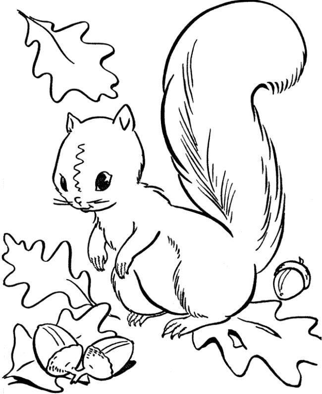 Raccolta delle più belle immagini di scoiattoli da colorare per bambini