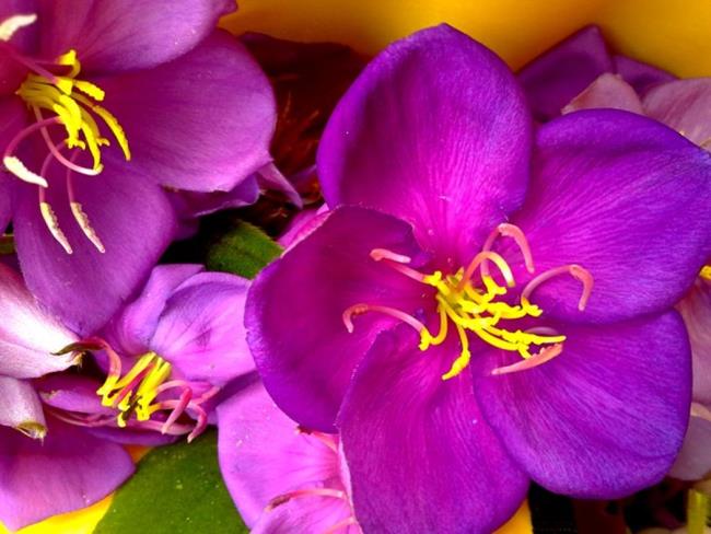 Résumé des plus belles photos de fleurs sim