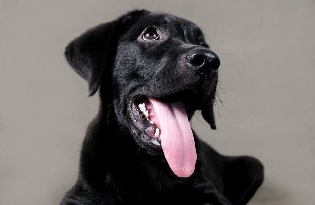 Coleção das mais belas imagens de cães Lula