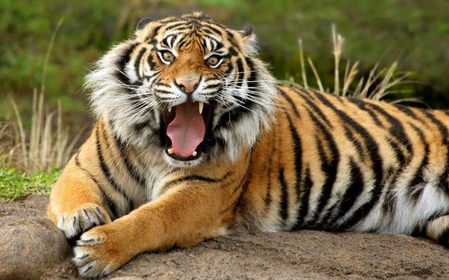Collection de la plus belle image de tigre