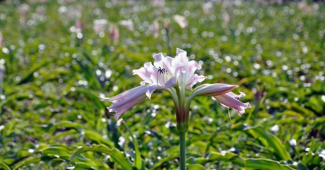 美しいCrinum latifolium L.の写真