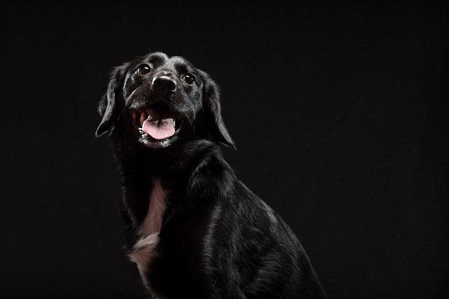 En güzel Kalamar köpek resimleri koleksiyonu