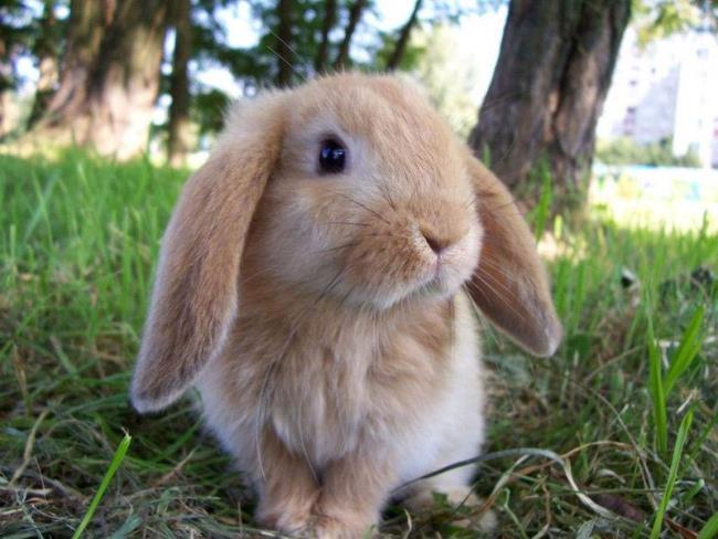 Ringkasan gambar Kelinci yang paling indah dan lucu