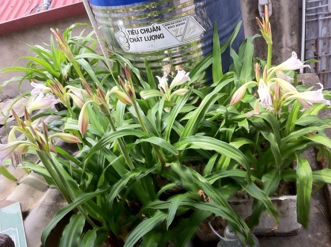 Foto Crinum latifolium L. yang indah.