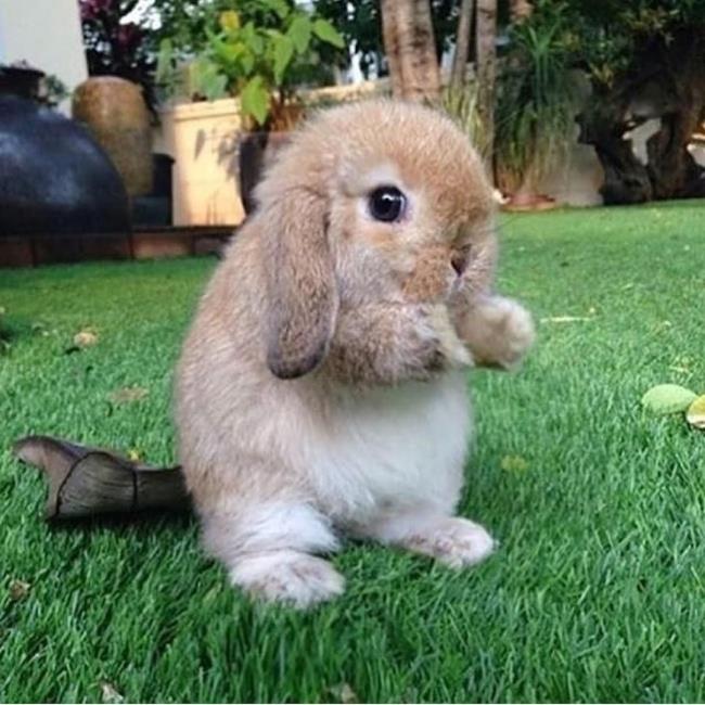 Ringkasan gambar Kelinci yang paling indah dan lucu