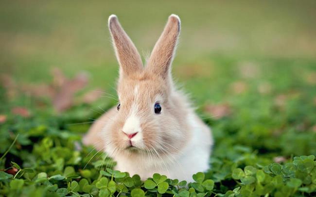 Resumo da imagem mais bonita e fofa do coelho