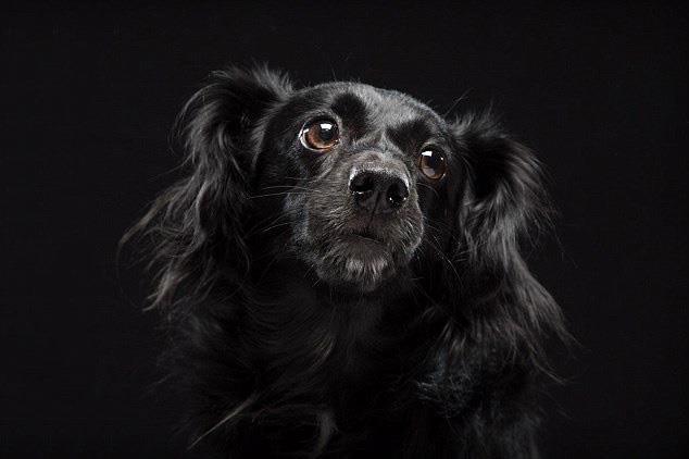 En güzel Kalamar köpek resimleri koleksiyonu