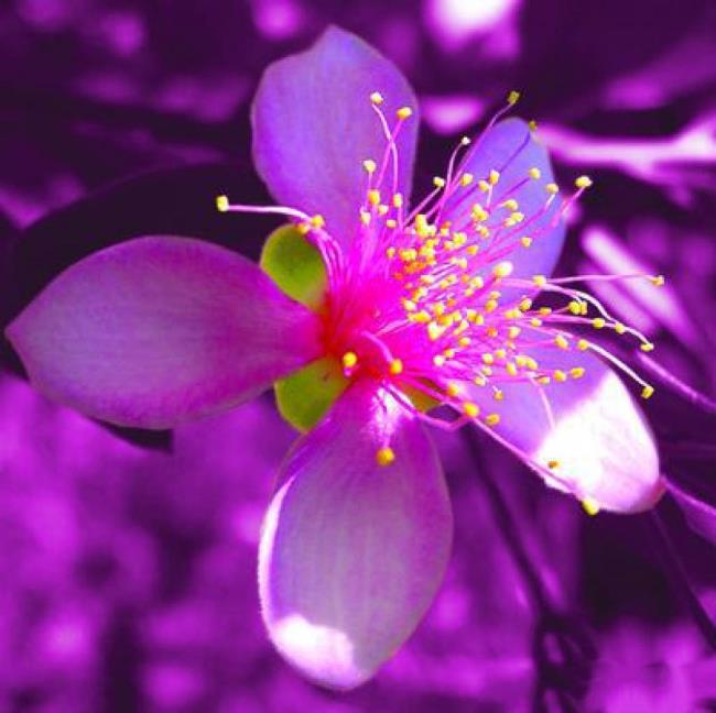 Ringkasan gambar bunga sim yang paling indah