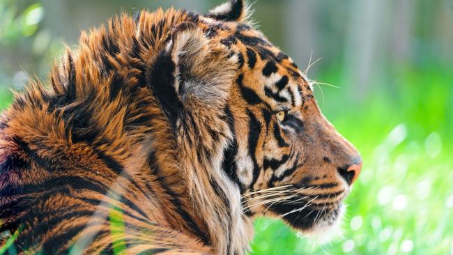 Sammlung des schönsten Tigerbildes