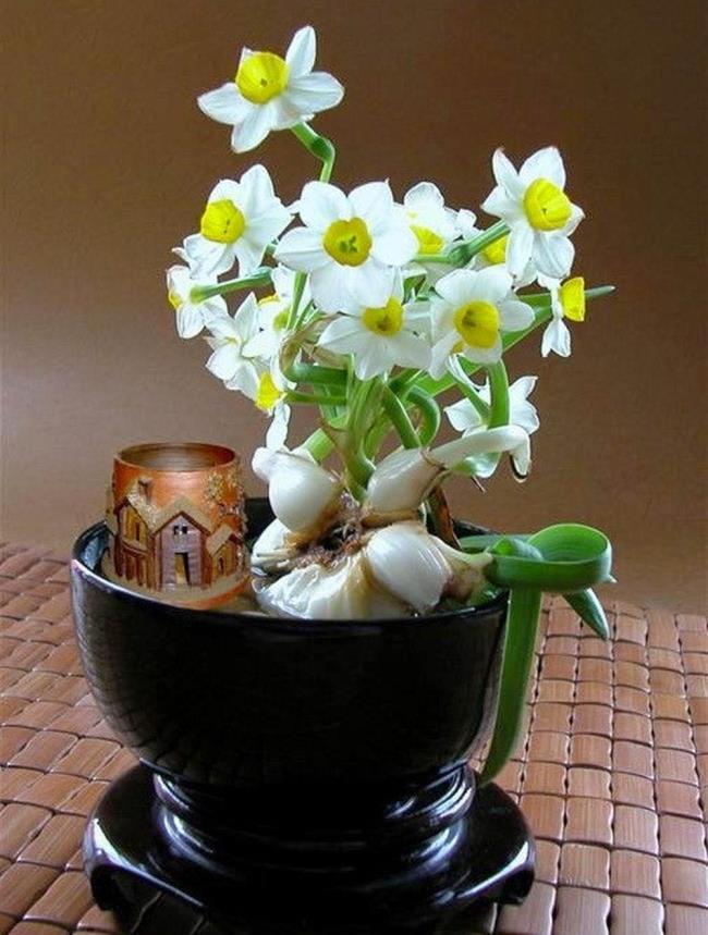 Bellissimi fiori di Narciso