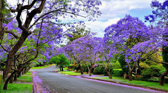 Colección de las flores phoenix púrpuras más bellas