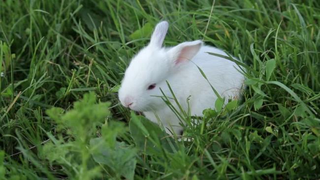 خلاصه ای از زیباترین و زیبا ترین تصویر خرگوش