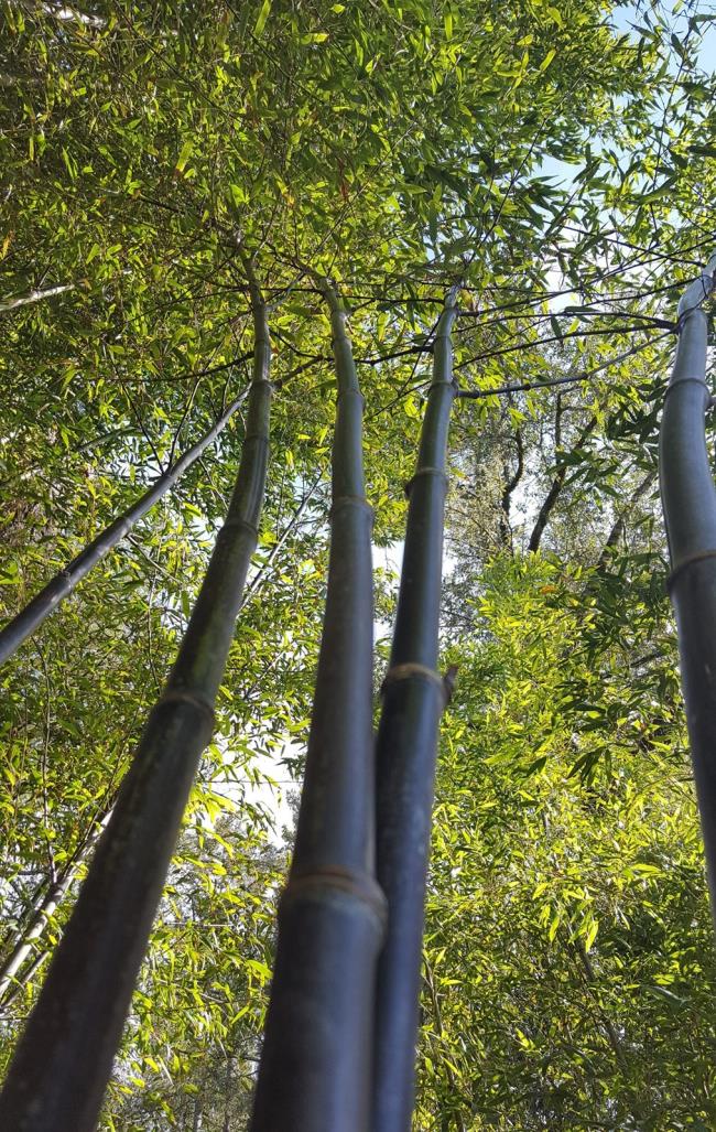 Résumé des plus belles images de bambou