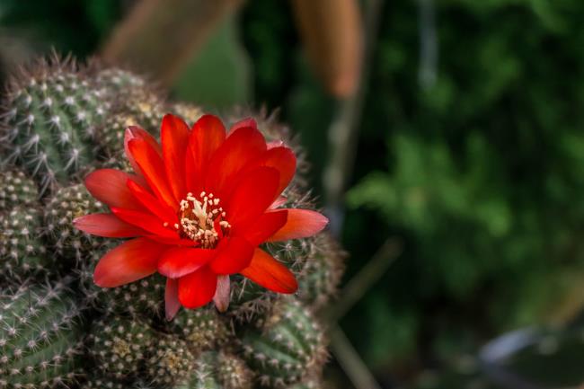 Объединение изображений самых красивых цветов кактуса