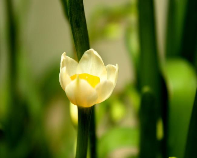 Bunga narcissus yang indah