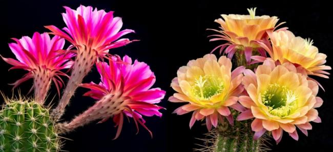 Combinando imagens das mais belas flores de cactos