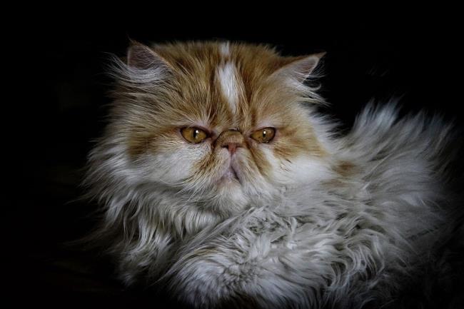 सबसे सुंदर फ़ारसी बिल्ली का सारांश