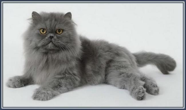 Ringkasan kucing Persia yang paling indah