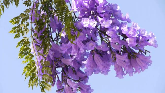Коллекция самых красивых фиолетовых цветов феникса