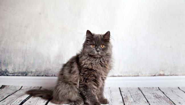 Ringkasan kucing Persia yang paling indah