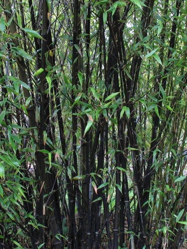 Сводка самых красивых изображений бамбука