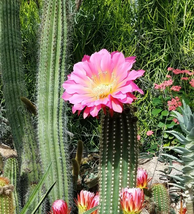 Combiner des images des plus belles fleurs de cactus