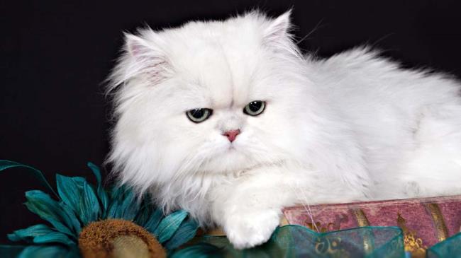 Podsumowanie najpiękniejszego kota perskiego
