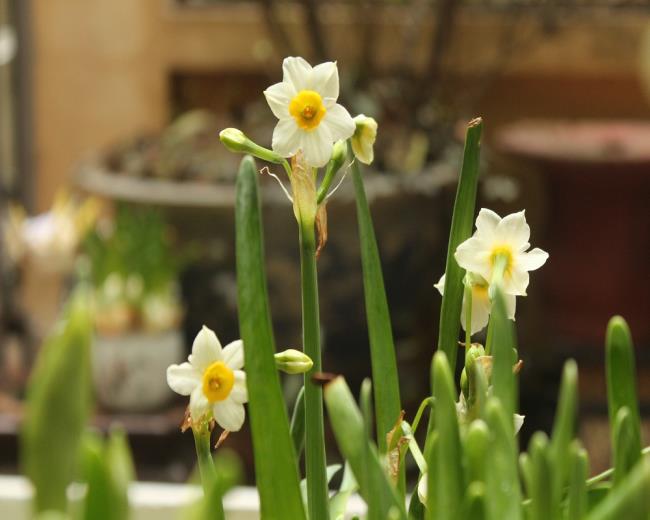 Hermosas flores de narciso