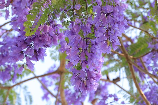 Collection of the most beautiful purple phoenix flowers