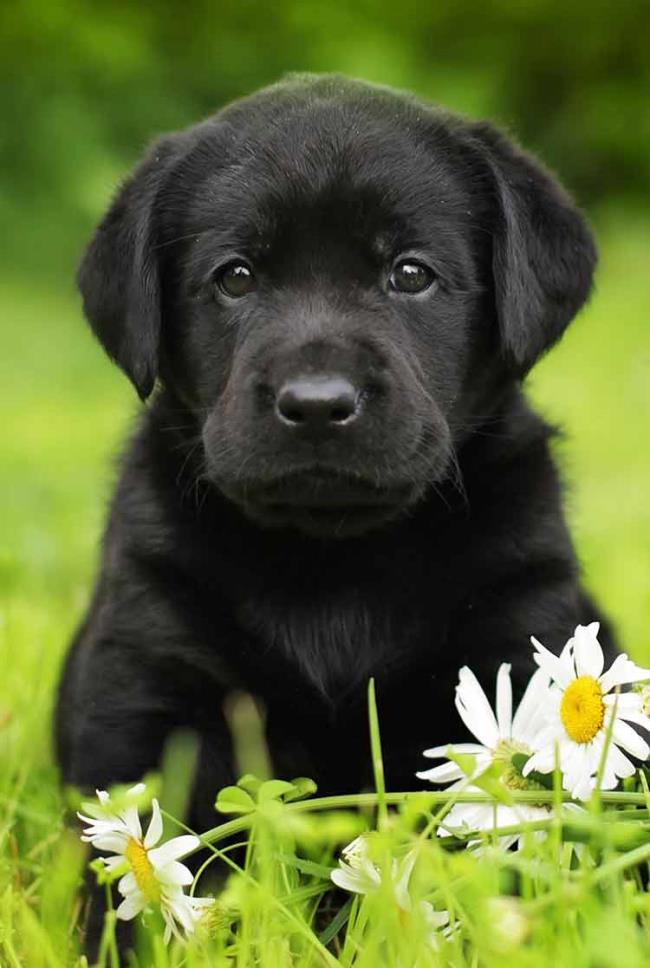 सबसे सुंदर स्क्वीड कुत्ते की छवियों का संग्रह