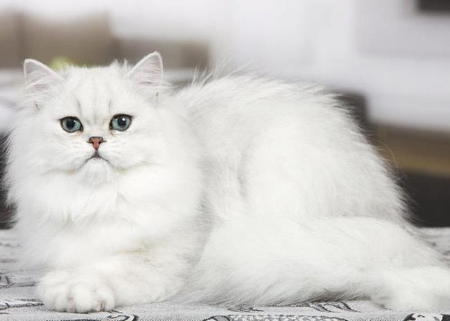 Rezumatul celei mai frumoase pisici persane