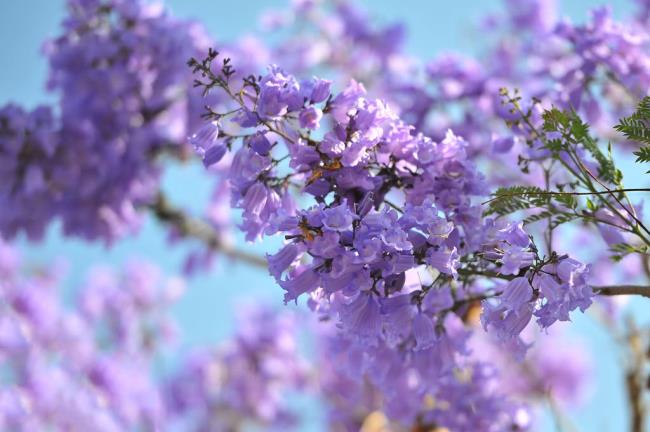 Коллекция самых красивых фиолетовых цветов феникса