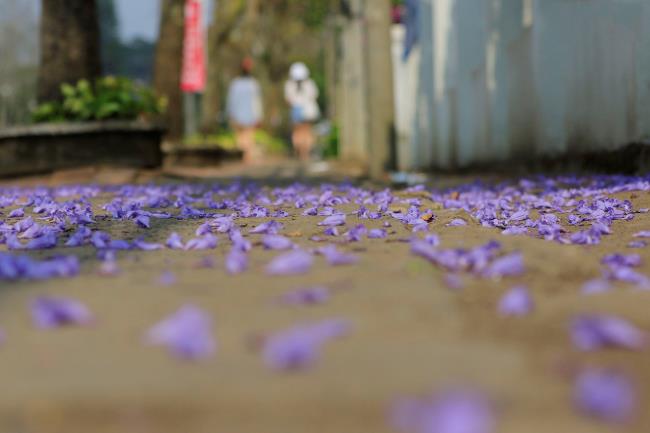 Colecția celor mai frumoase flori violet de fenix