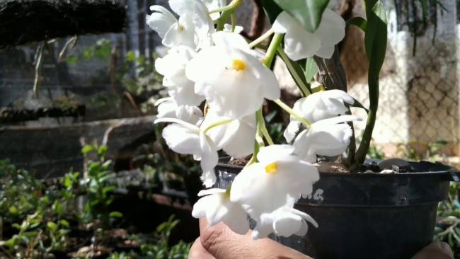 Bunga narcissus yang indah