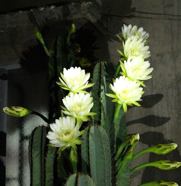 Combinando imagens das mais belas flores de cactos