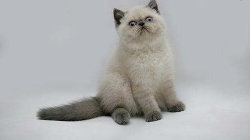 가장 아름다운 페르시아 고양이 요약