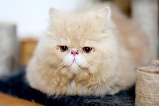 Podsumowanie najpiękniejszego kota perskiego