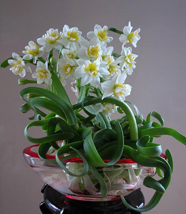 Bellissimi fiori di Narciso