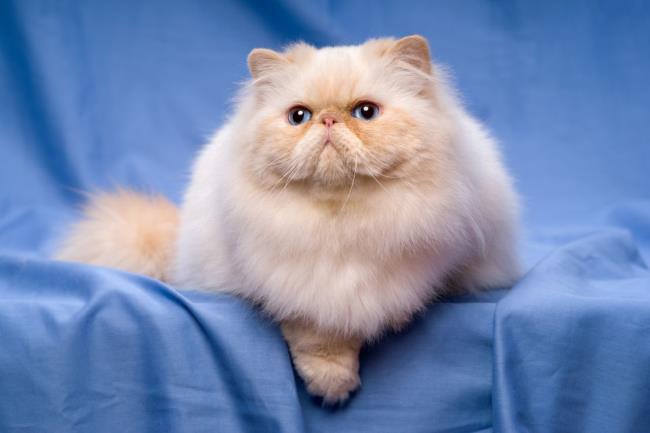 Résumé du plus beau chat persan